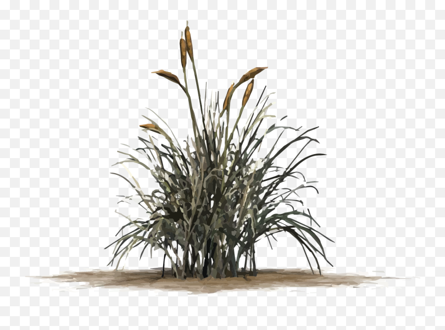 Cat Tail Grass Png Transparent Png - Cat Tail Plant Png Emoji,Cat Tail Png