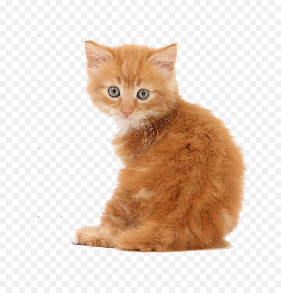 Cute Kittens Png Pics - Cute Kitten Png Emoji,Kitten Png