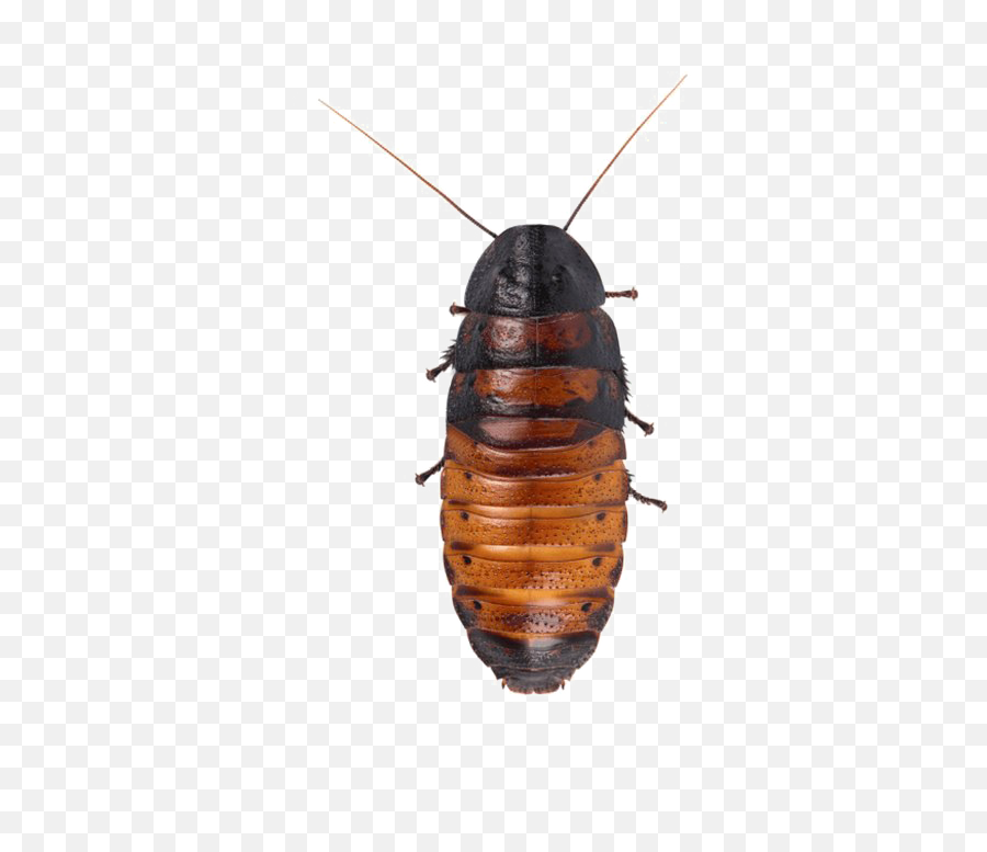 Download Hd Cockroach Png Hd Quality - Madagascar Hissing Cockroach Png Emoji,Cockroach Png