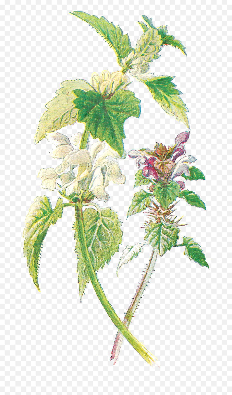 Maria Sibylla Merian Single Flower Png - Botanical Illustrationwildflowers Emoji,Wildflower Clipart