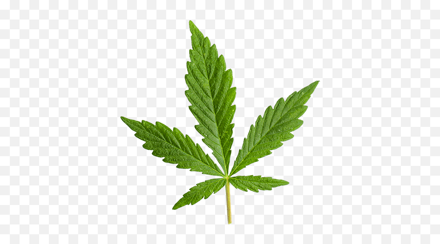Cannabis Superstore I Retail Marijuana - Hemp Emoji,Pot Leaf Transparent