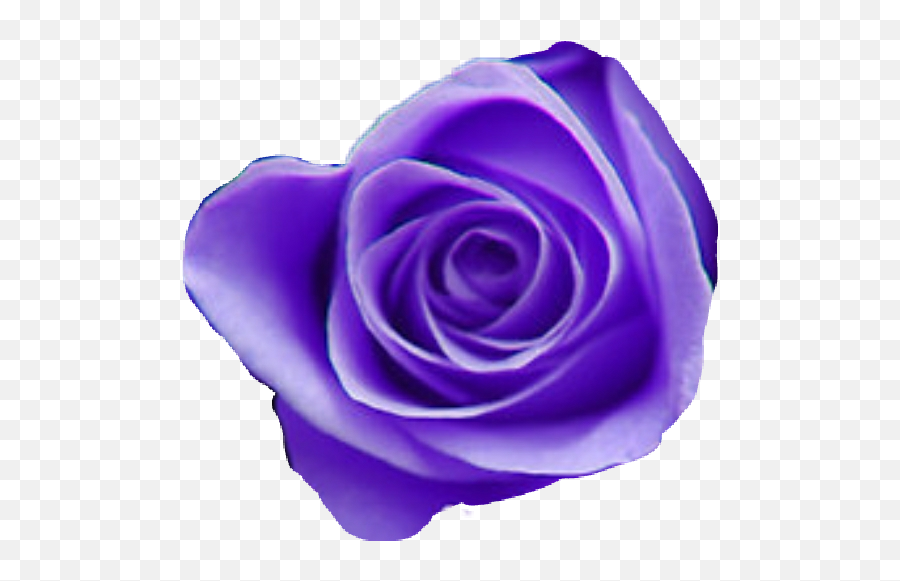 Purple Roses Png Image With No Emoji,Purple Roses Png