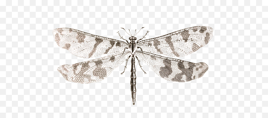 Download Free Photo Of Dragonflyinsectanimaltender Emoji,Dragonfly Transparent Background