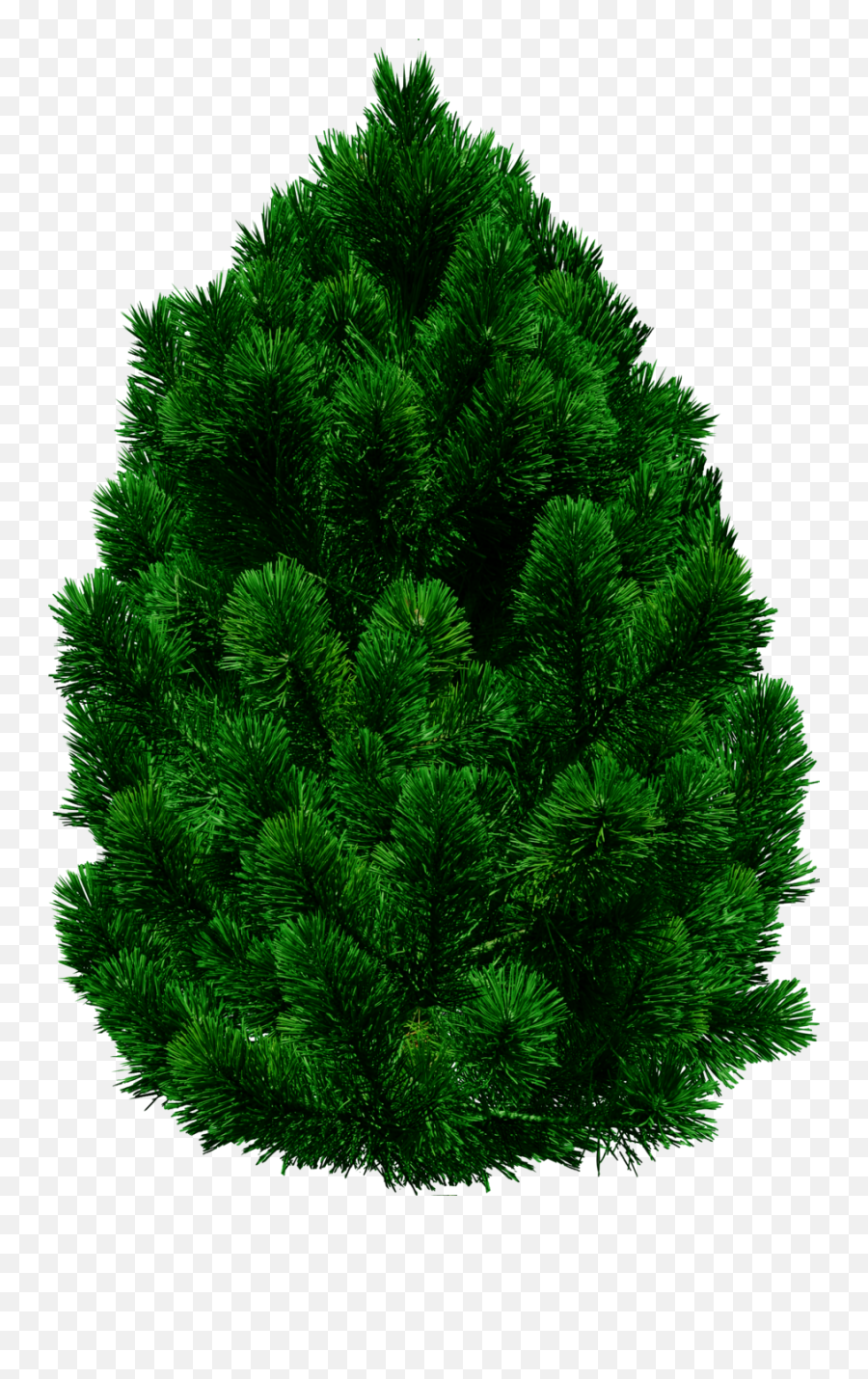 Real Christmas Tree Png - Png Format Ashok Tree Png Emoji,Christmas Tree Png