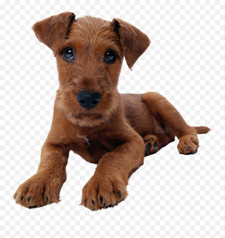Download Hd Mixed Dog Png Transparent Png Image - Nicepngcom Mix Dog Png Emoji,Dog Png