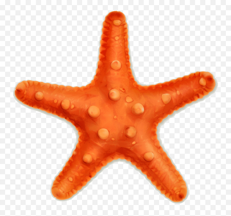 Starfish Clipart Transparent 4 Emoji,Starfish Clipart
