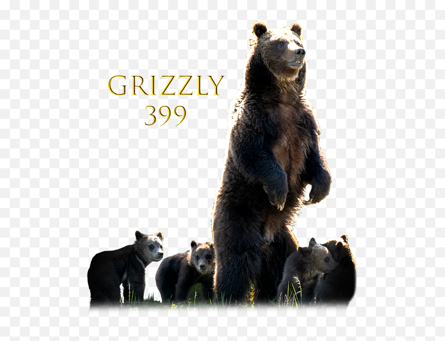 Grizzly Bear 399 And Cubs Face Mask - Kodiak Bear Emoji,Cubs Bear Logo