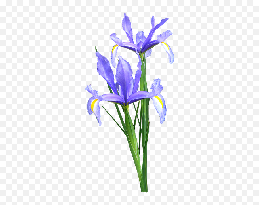 Iris Dutch Flowers Emoji,Iris Flower Png