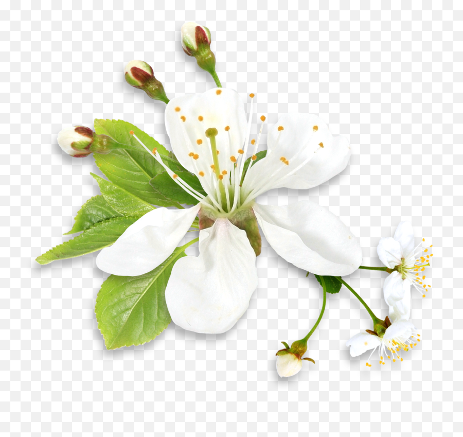 0 - White Spring Flower Png Emoji,White Flower Png