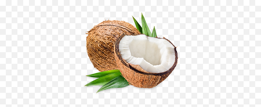 Coconut Png Pictures Coconut Fresh - Coconut Png Emoji,Coconut Png