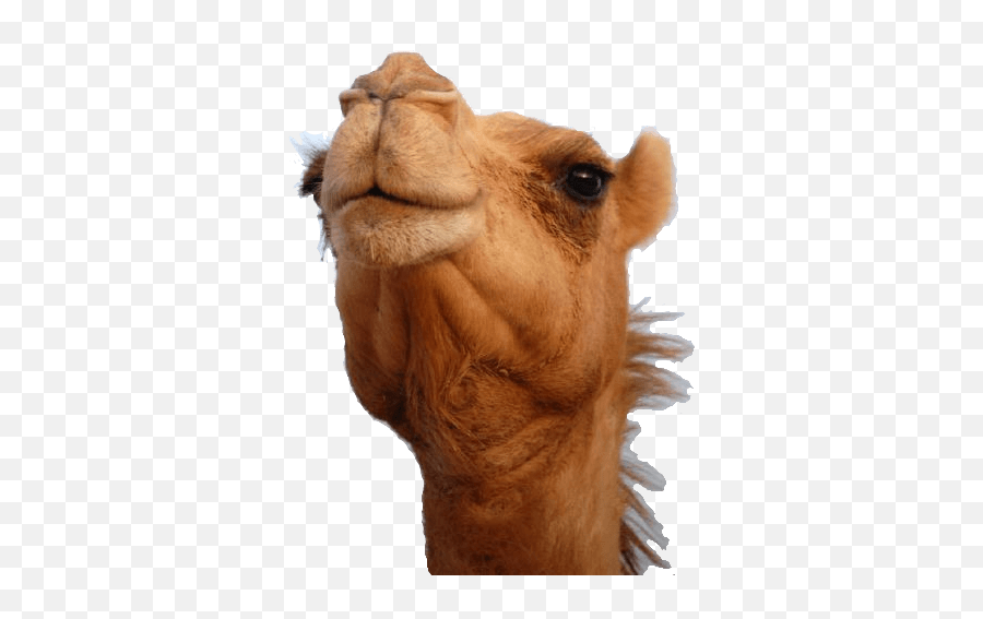 Camel Head Transparent Png - Stickpng Camel Face Png Emoji,Head Png