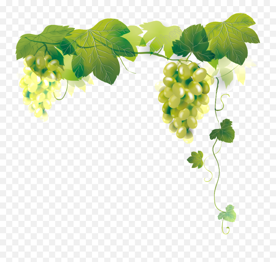 Green Grape Vine Png Transparent - Transparent Background Grape Vine Clipart Emoji,Grape Vine Clipart
