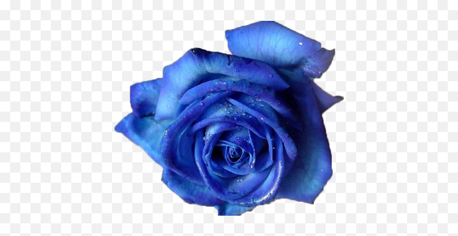 Vector Blue Flowers Png File Download Emoji,Blue Flowers Png