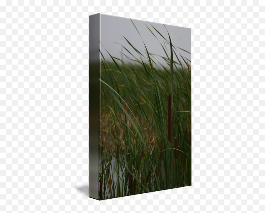 Cat Tail In Tall Grass On A Dreary Day By Kyla Schnabel Emoji,Cat Tail Png