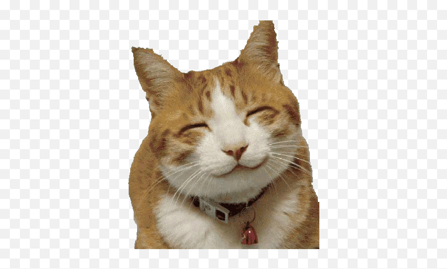 Cat Fansite Emoji,Cute Cat Transparent