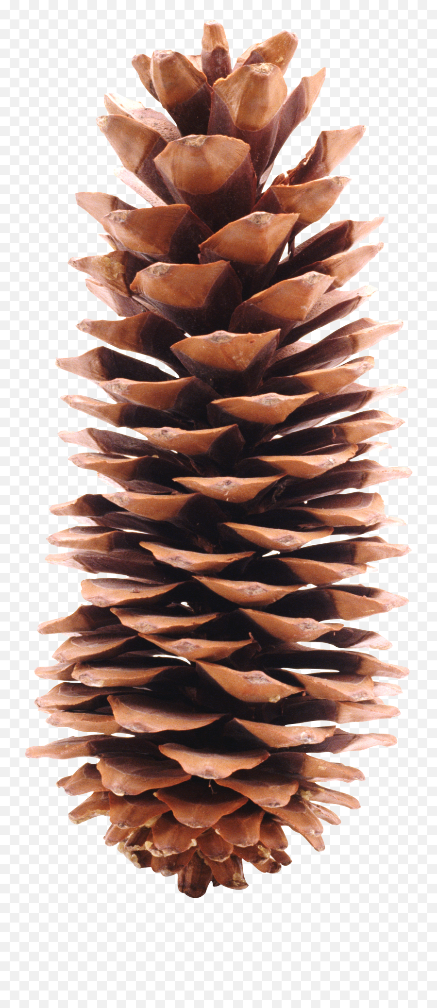 Pine Cone Png - Long Pine Cone Png Emoji,Pine Cone Clipart