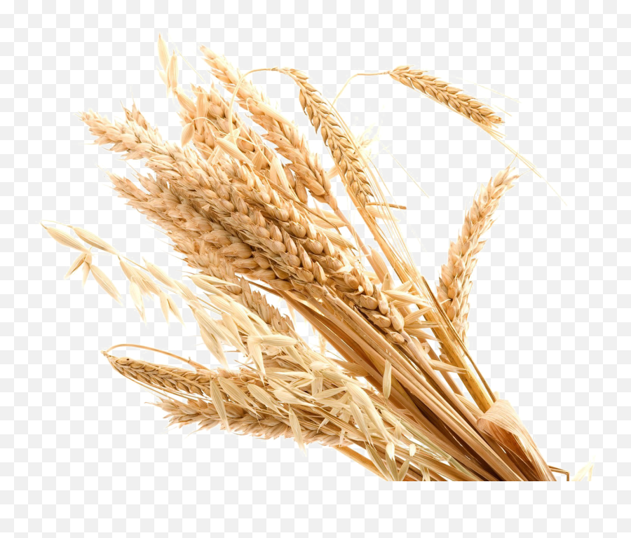 Wheat Transparent Background Png Png Arts - Transparent Background Wheat Png Emoji,Wheat Png