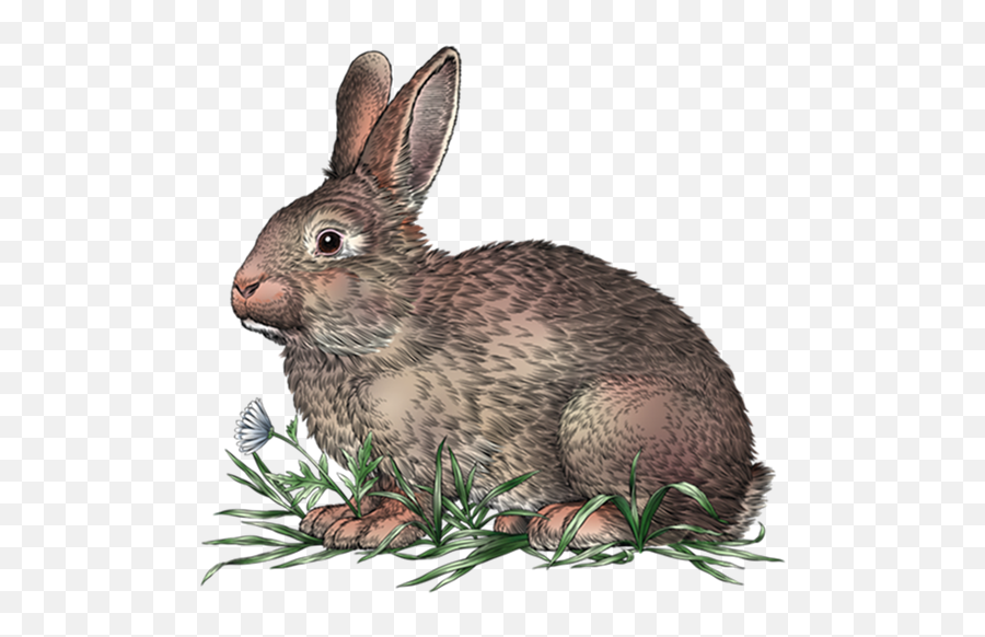 Food From The Wild Rabbit Emoji,Rabbit Transparent Background
