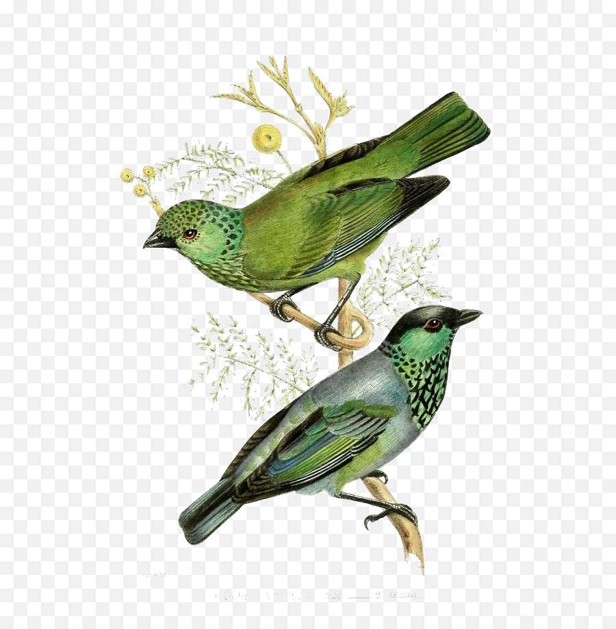 Download Of Couple Illustration Bird Printmaking Green - Songbirds Emoji,Vintage Clipart