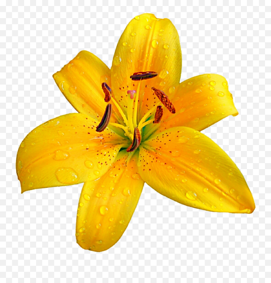 Lilium Bulbiferum Easter Lily Flower - Orange Lily Emoji,Easter Lily Clipart