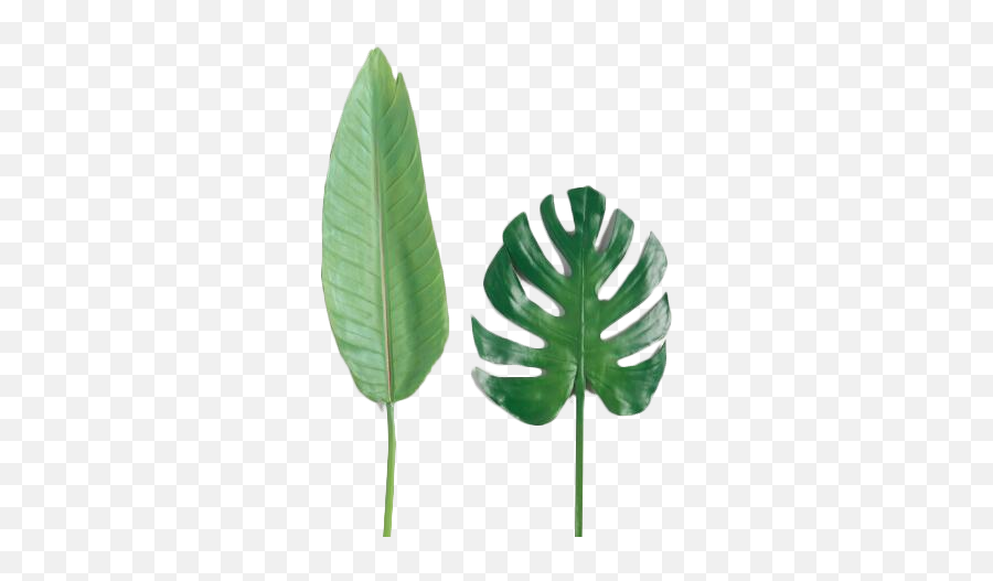 Faux Tropical Leaf Stems Set Of 2 - Bird Of Paradise Leaf Png Emoji,Tropical Leaf Png