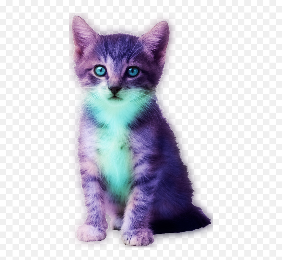 Download Hd Tie Die Cute Funny Cat - Cat Money Gif Png Transparent Cat Gif Funny Emoji,Money Gif Png