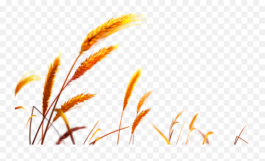 Download Wheat Png Image For Free - High Resolution Wheat Background Emoji,Wheat Png