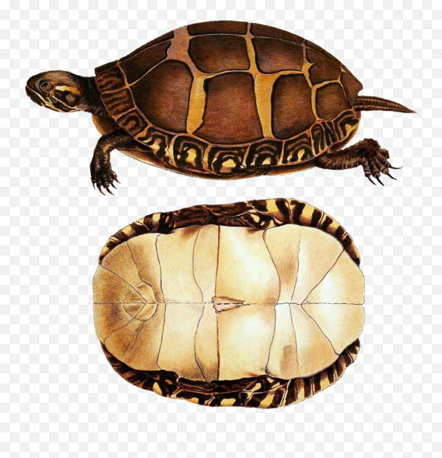Turtles Art Vintage Clipart Free Stock Photo - Public Domain Tortoise Emoji,Vintage Clipart