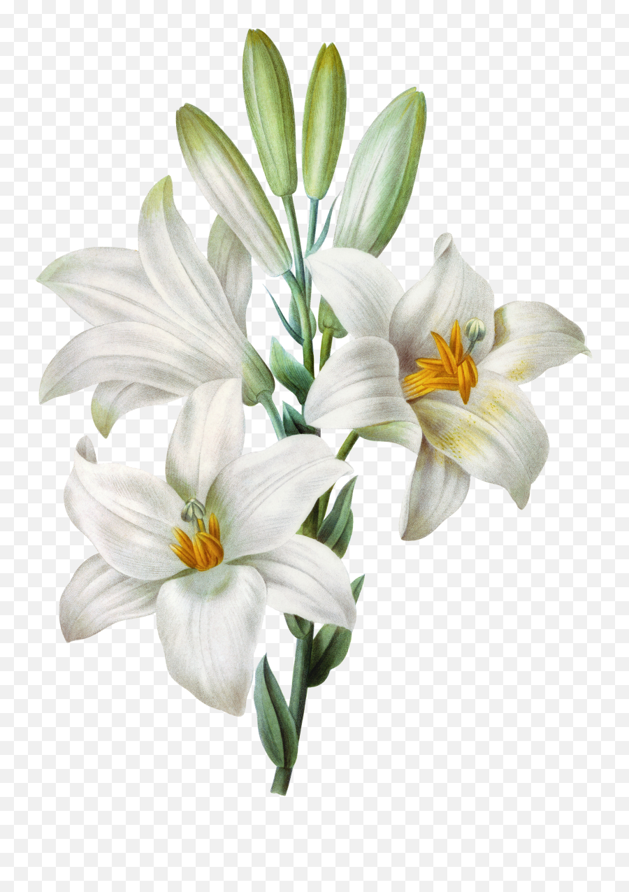 Download Watercolor Easter Lilium Emoji,Easter Lily Clipart