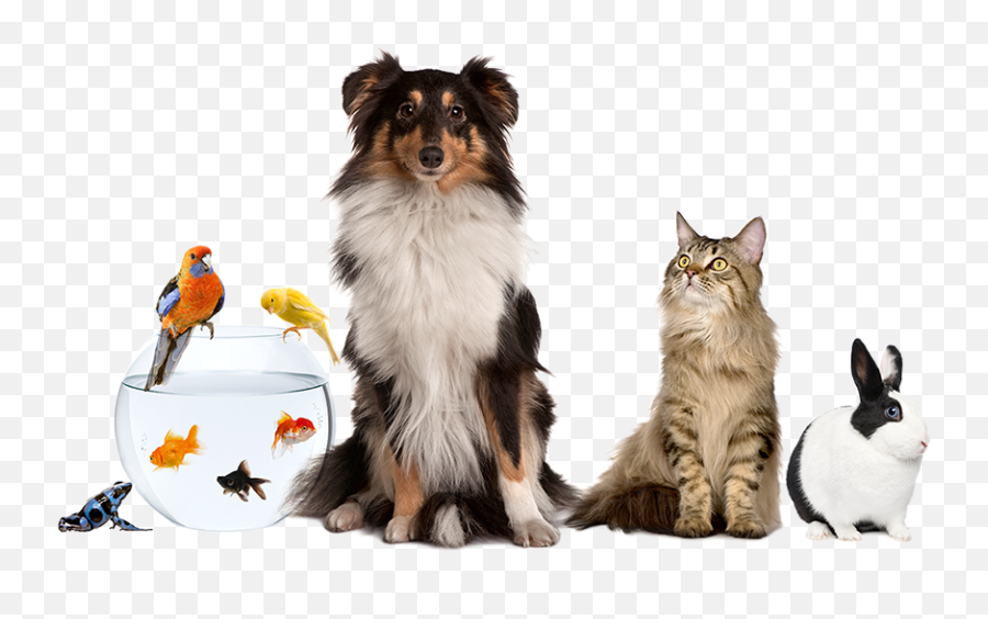 Group Of Cats Dogs Png - H National Pet Day Emoji,Pets Clipart