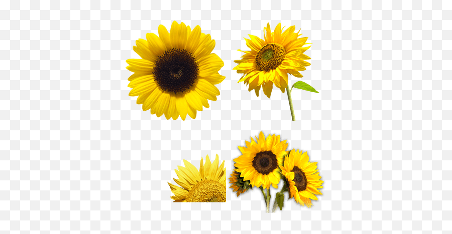 Sunflower Transparent Png Images - Stickpng Fresh Emoji,Sunflower Transparent