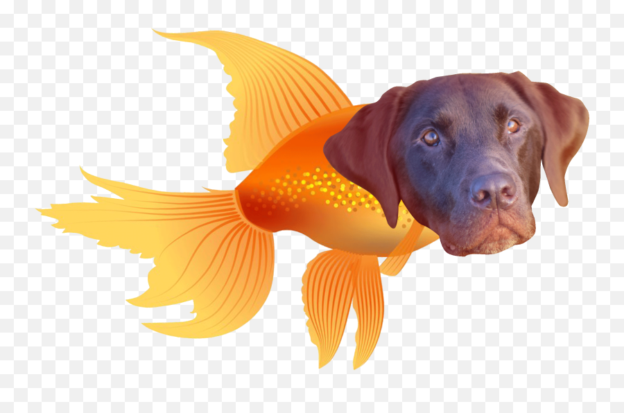 Ilmu Pengetahuan 8 Dog Gif Transparent - Dog Swimming Gif Transparent Emoji,Doge Transparent