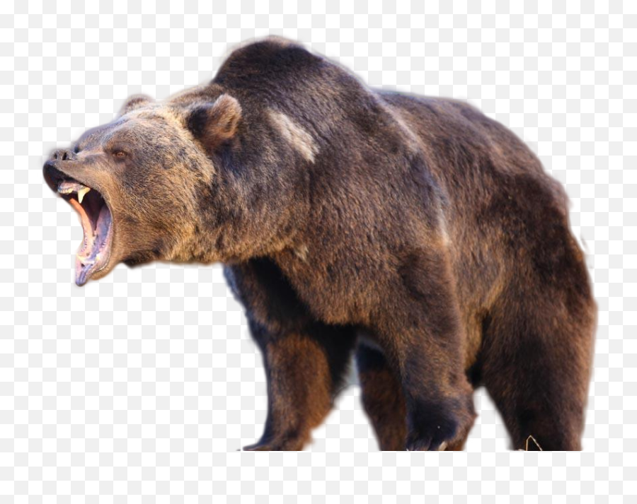Download Hd Grizzly Bears Transparent Png Image - Nicepngcom Transparent Grizzly Bear Png Emoji,Grizzly Bear Png