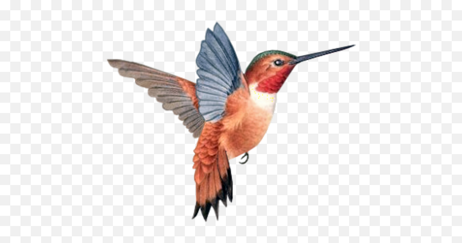 Clip Art Graphics - Rufous Hummingbird Emoji,Hummingbird Clipart