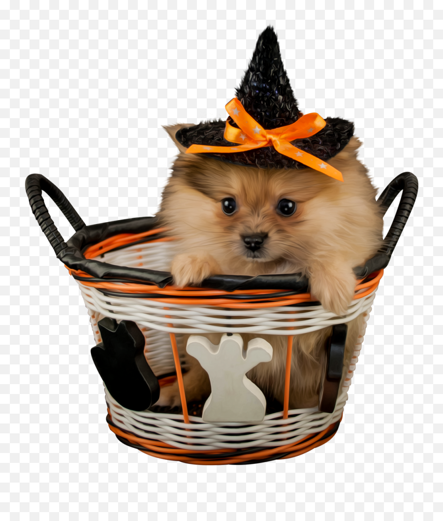 Pin By Bernard On Animaux Dog Quotes Dog Halloween Dog - Costume Hat Emoji,Pomeranian Clipart