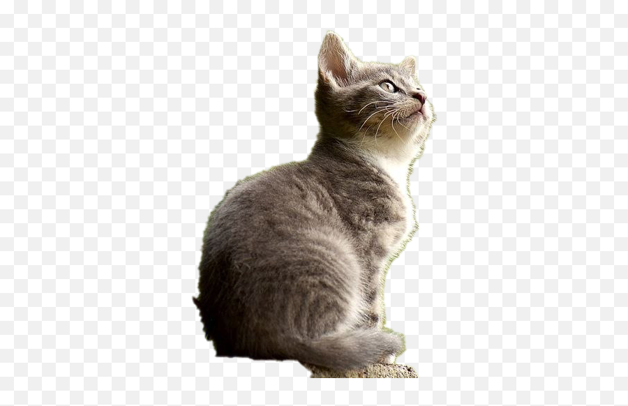 Cat Transparent Images - Transparent Background Cat Transparent Emoji,Cat Transparent