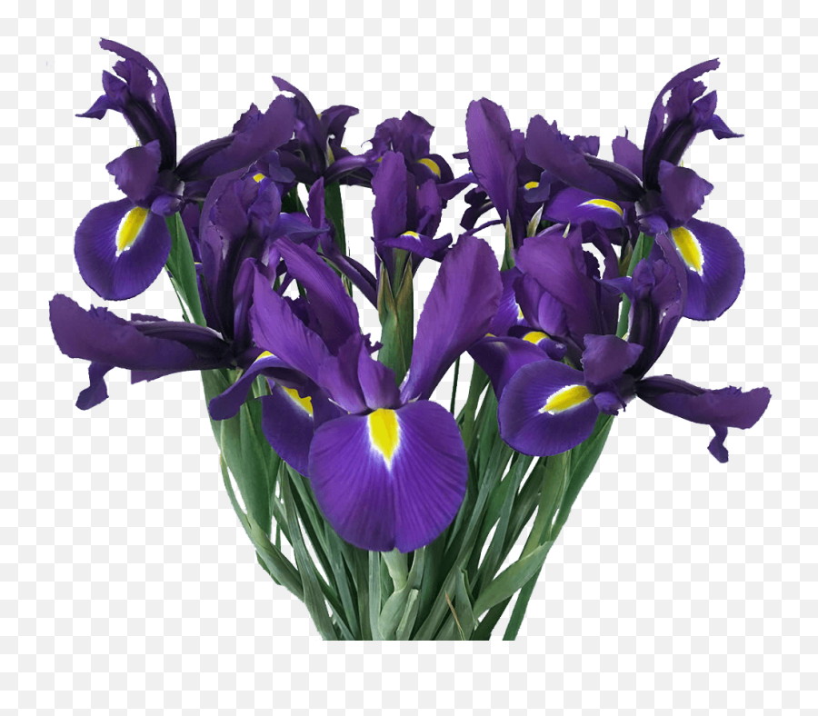 Buy Blue Iris Flowers Online Fresh Cut Emoji,Iris Flower Png