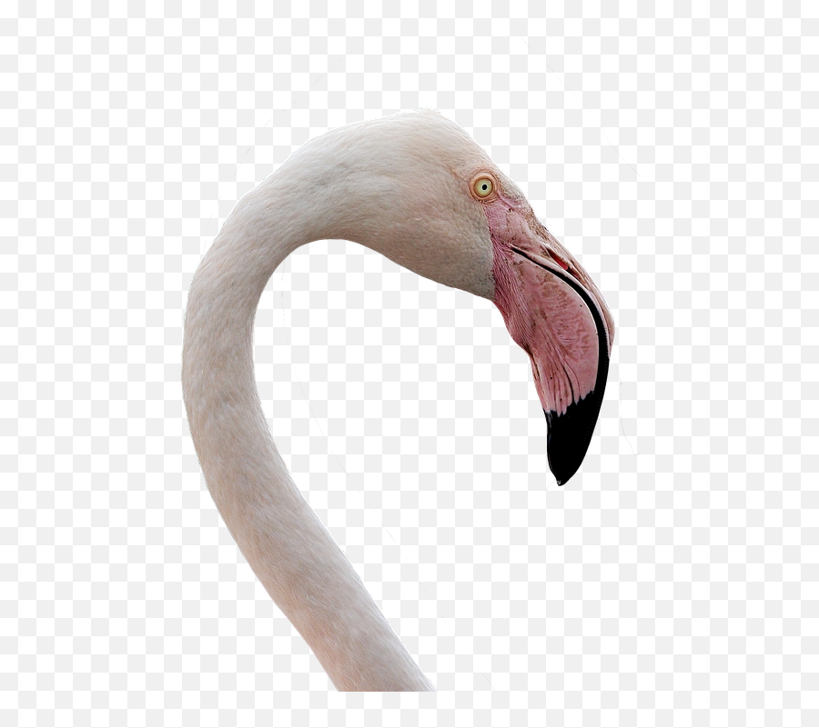 Flamingo Water Bird Bill Pink Bird - Flamingo Head Emoji,Pink Flamingo Clipart