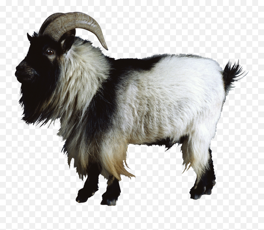 Goat Png - Mountain Goat Transparent Background Emoji,Goat Png