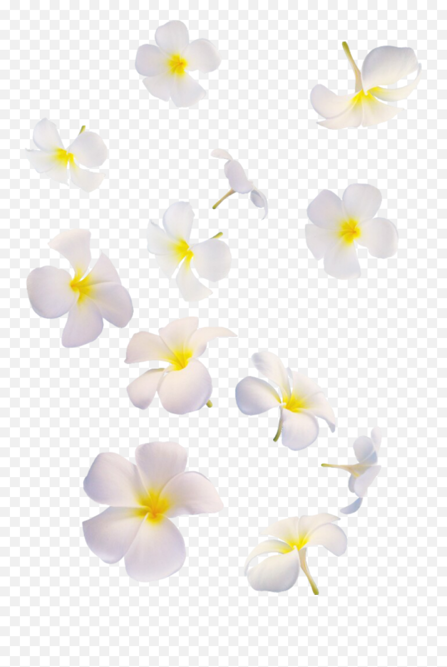 Flower Overlay Png - Sushidokoro Minami Emoji,White Flower Png