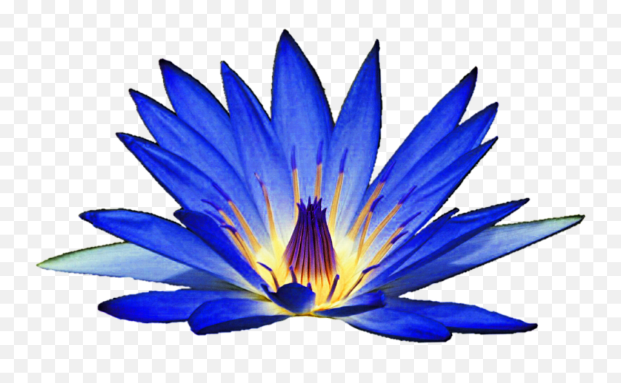 Blue Water Lily Clipart - Blue Water Lily Flower Clipart Blue Water Lily Clipart Emoji,Lily Clipart