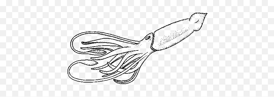 Giant Squid Black And White - Colossal Squid Colouring Page Emoji,Squid Clipart
