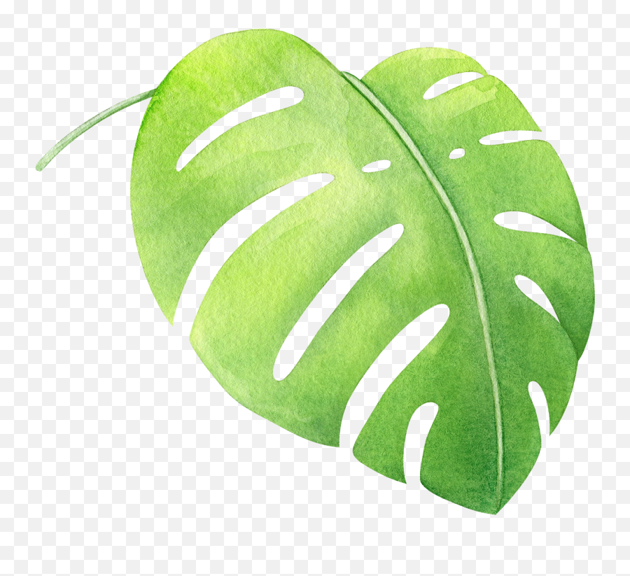 Watercolor Tropical Monstera Leaf Png Transparent - Transparent Watercolor Monstera Leaf Emoji,Tropical Leaf Png
