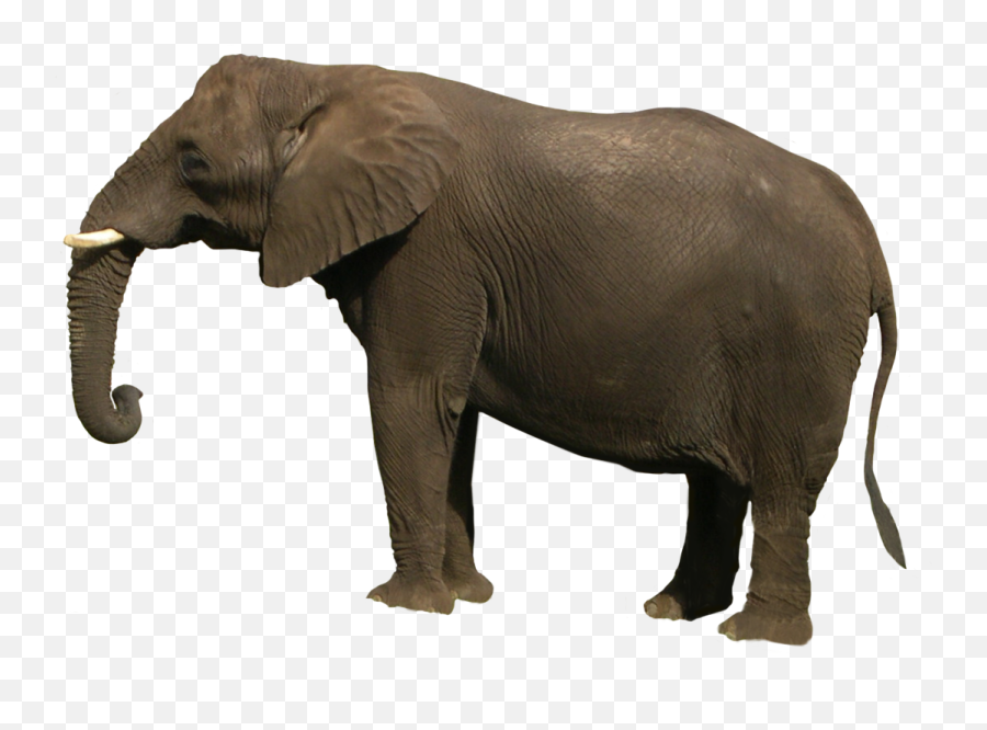 Elephant Png - Elephant Png Emoji,Elephant Png