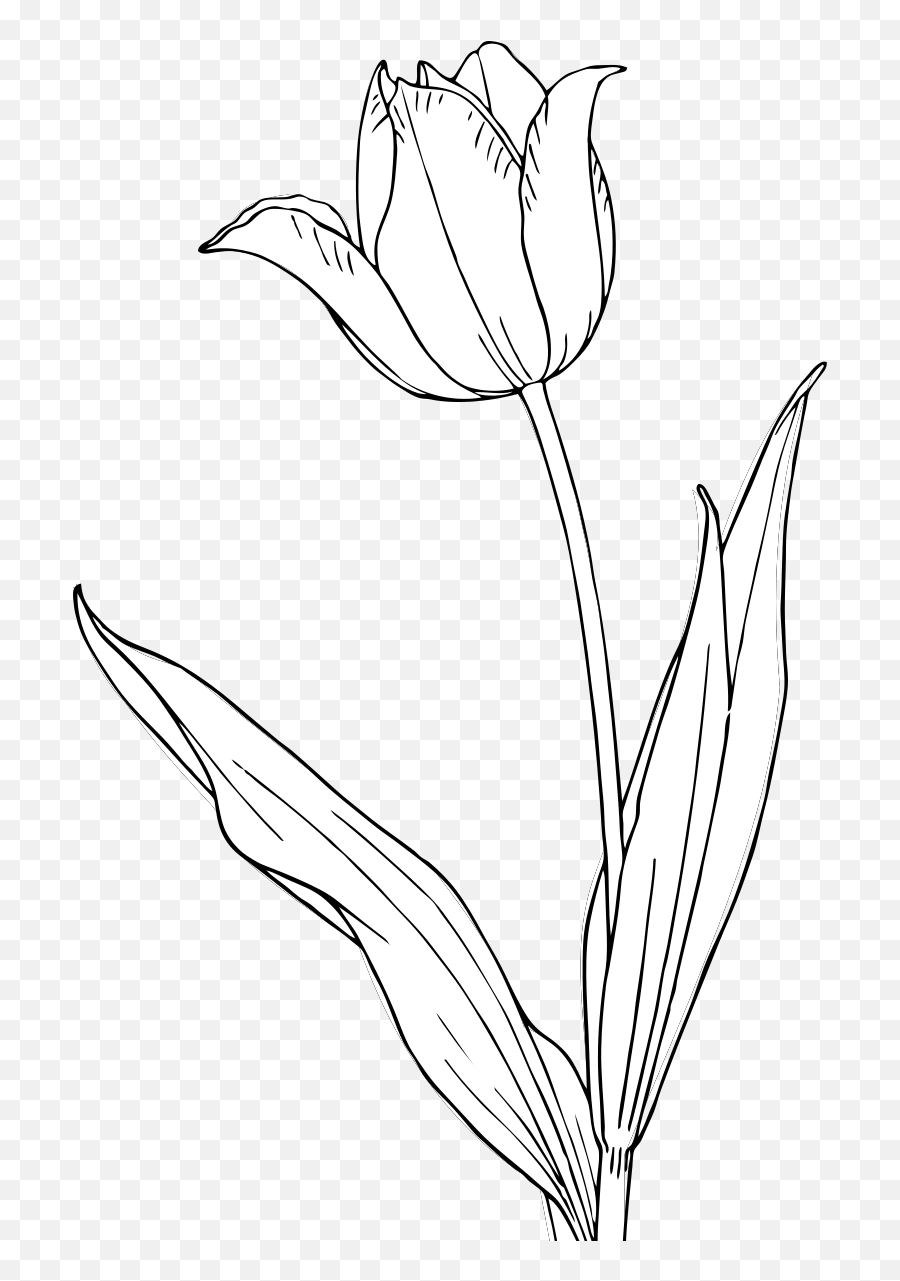 Bu0026w Red Tulip Svg Vector Bu0026w Red Tulip Clip Art - Svg Clipart Sketch Emoji,Tulip Clipart