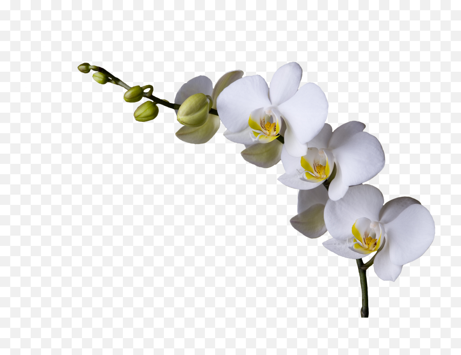 Orchid Clipart Images - Png Download Full Size Clipart Emoji,Orchid Transparent Background
