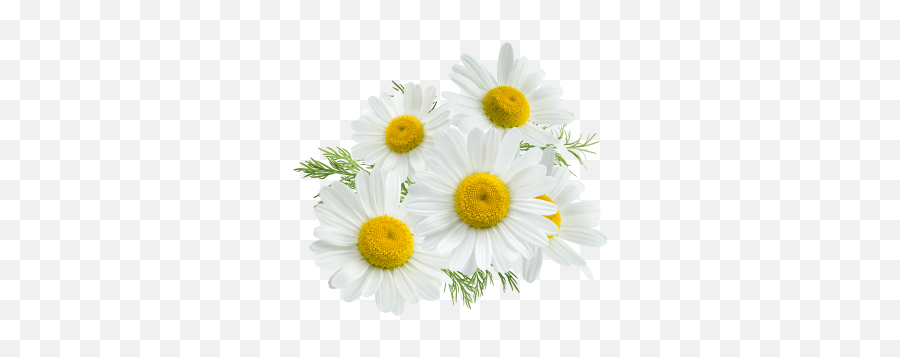 Chamomile Camomile Png Images Daisy Daisies 2png - Lovely Emoji,Daisy Png
