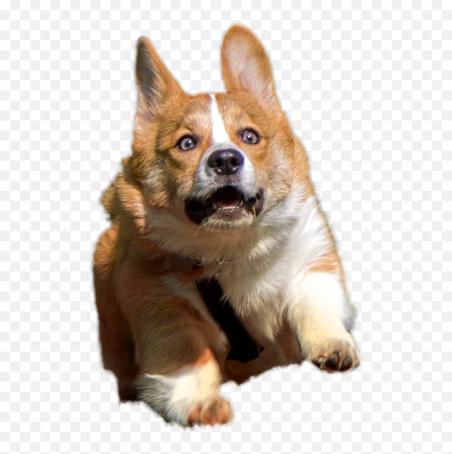 Corgi Transparent - Corgi Png Emoji,Doge Transparent