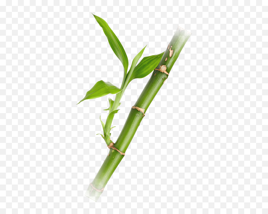 Bamboo Png Alpha Channel Clipart Images Pictures With - Bamboo Emoji,Bamboo Png