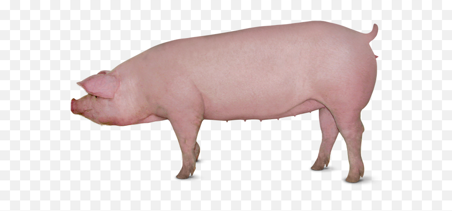 Canadian Pig Genetics Canadian Swine - Canadian Landrace Pig Emoji,Piglet Logo